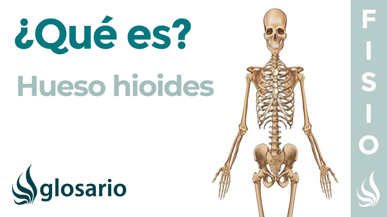 Descubre el misterio del hueso hioide: ¿Dónde se encuentra realmente?