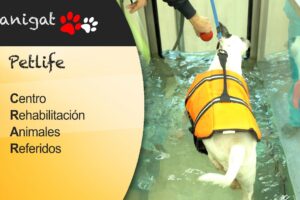 Fisioterapia veterinaria: salud de mascotas